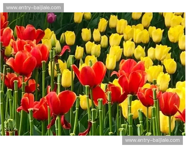 2017荷兰vs宿命：在凋零的灰烬中，郁金香如何完成最美的逆袭？